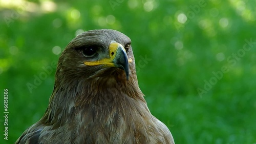 Brown eagle on a green background
