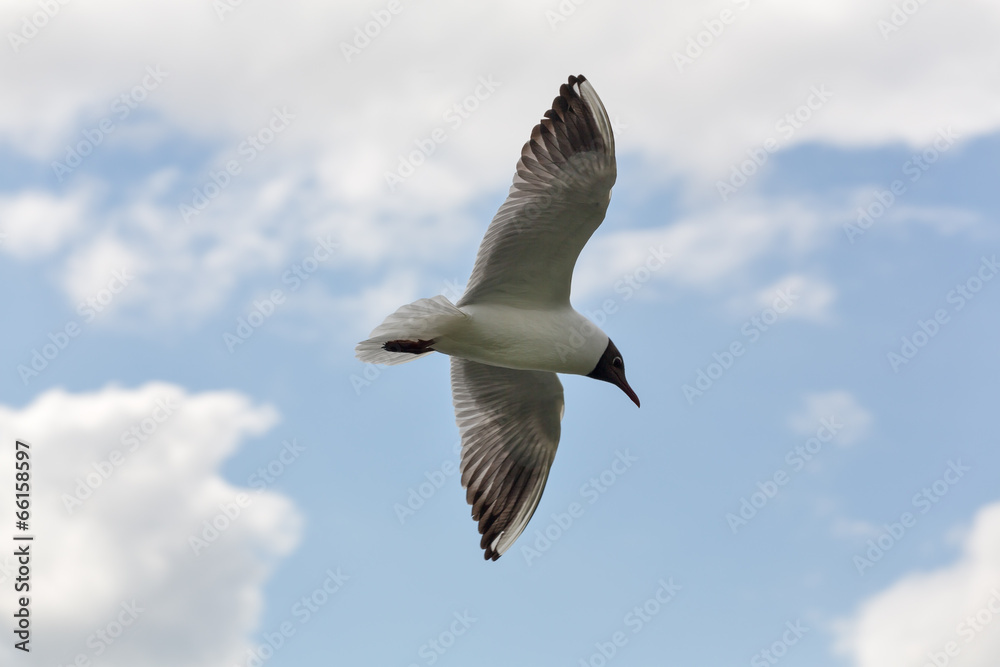 black-headed gull in sky with clouds black-headed gull in sky with clouds