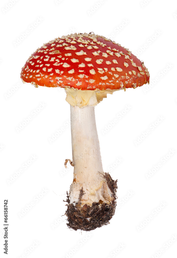 medium red fly agaric on white medium red fly agaric on white