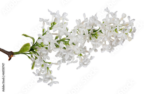 isolated white lilac single branch