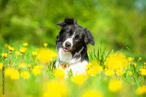 Fototapet Portrait of border collie lying on the field with dandelions