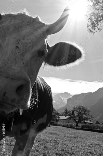 Swiss cow
