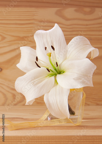 Fototapeta Naklejka Na Ścianę i Meble -  White lily isolated . 