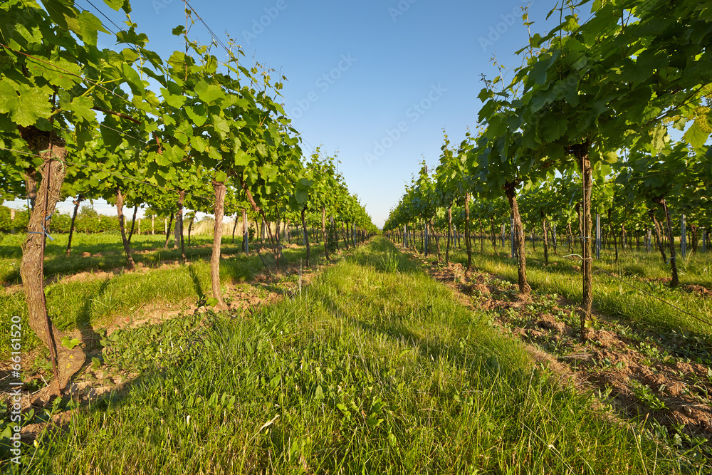 Vineyard in spring sunny day