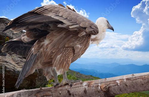 Griffon vulture   in wildness photo