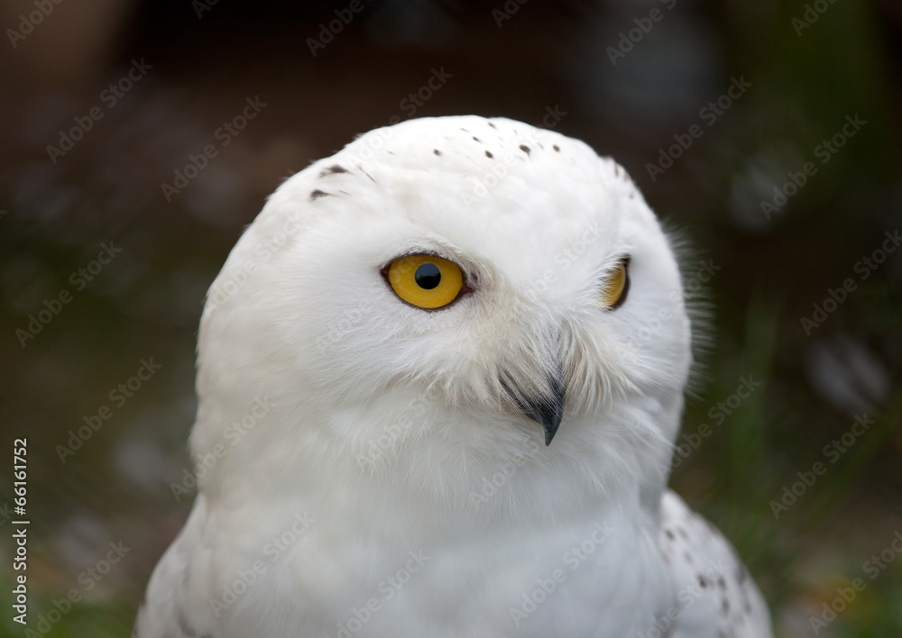 Obraz premium Head of white Snowy Owl