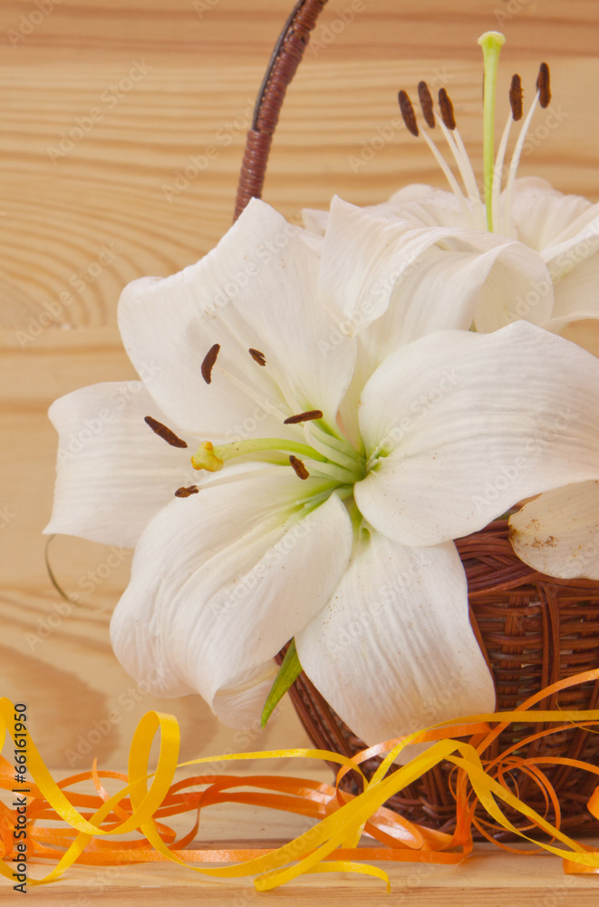 Naklejka premium White lily solated on wood background.
