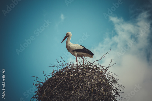 Wildlife, Stork nest made ​​of tree branches over blue sky i