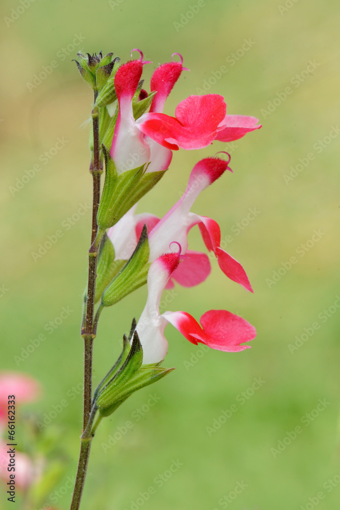 Fototapeta premium sauge arbustive Salvia microphylla Hot Lips