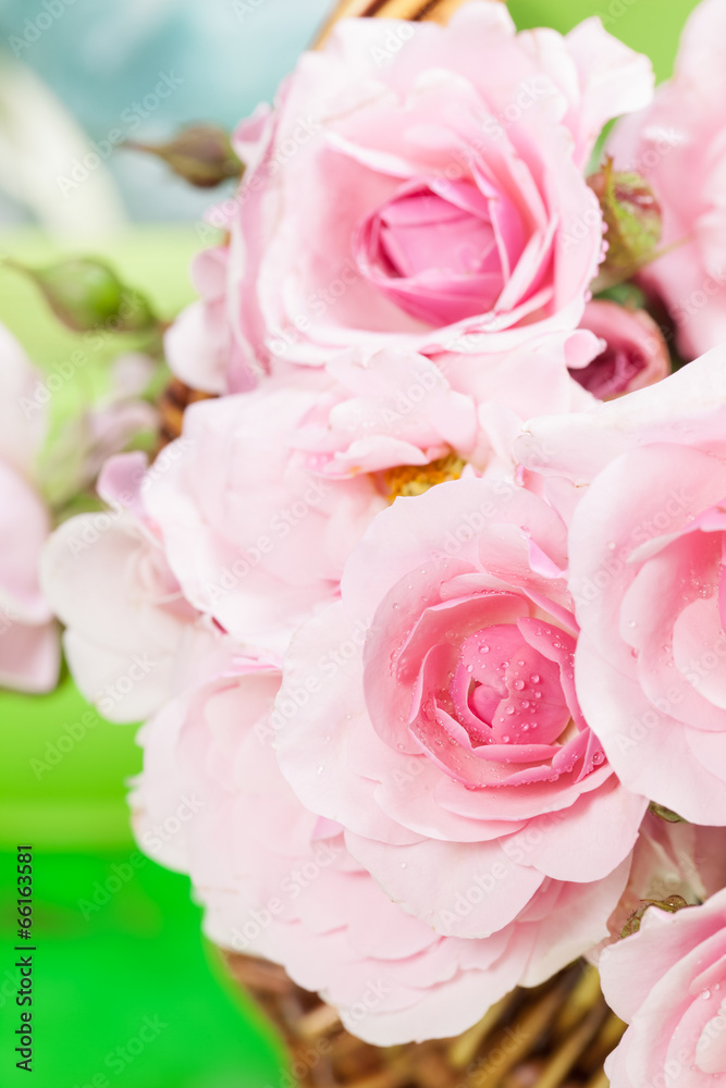 Flower. Beautiful pink roses in wicker basket in a garden Flower. Beautiful pink roses in wicker basket in a garden