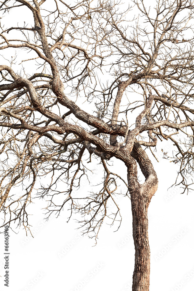 Tree twigs with bare trunks and branches Tree twigs with bare trunks and branches