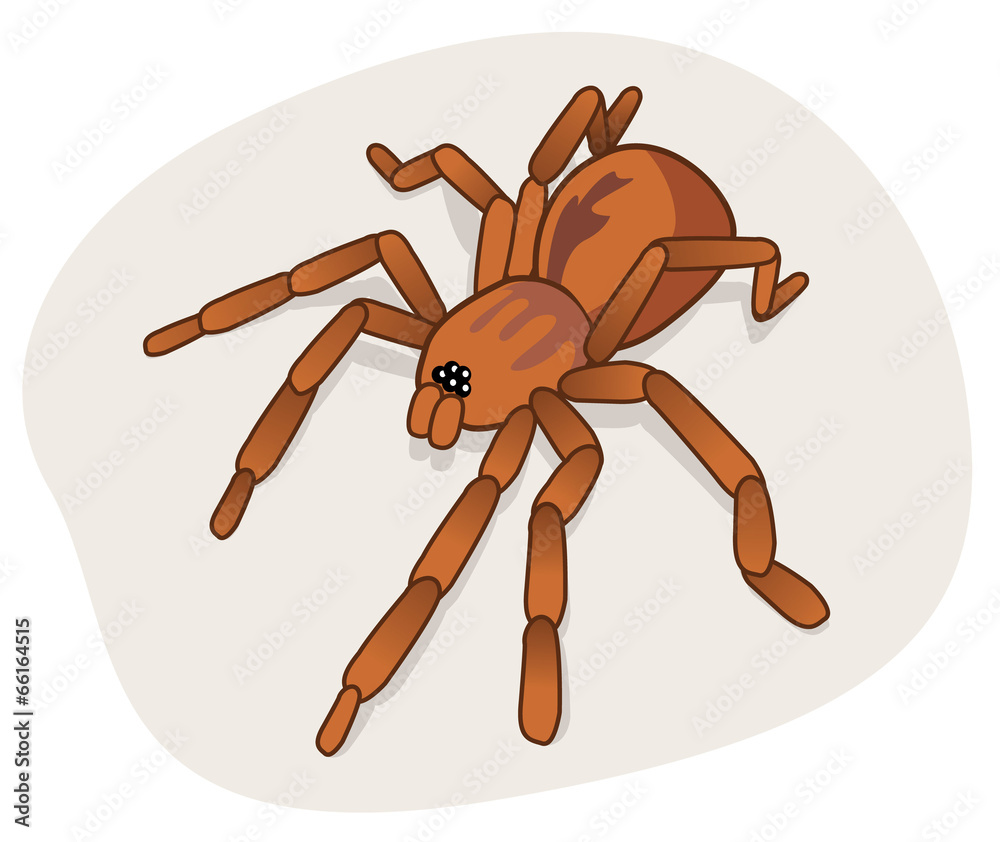 Spider