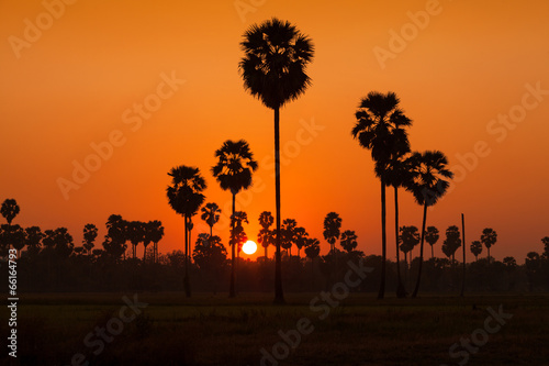 Sugar palm and rice filed during sunset