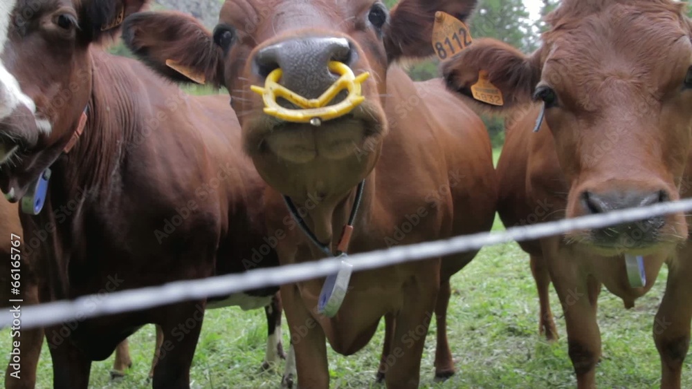 Vaches abondance et tarines en plan sérré