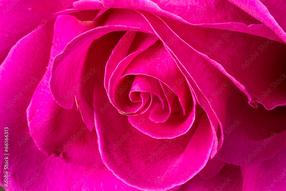 Naklejka premium Close-up shot of rose flower