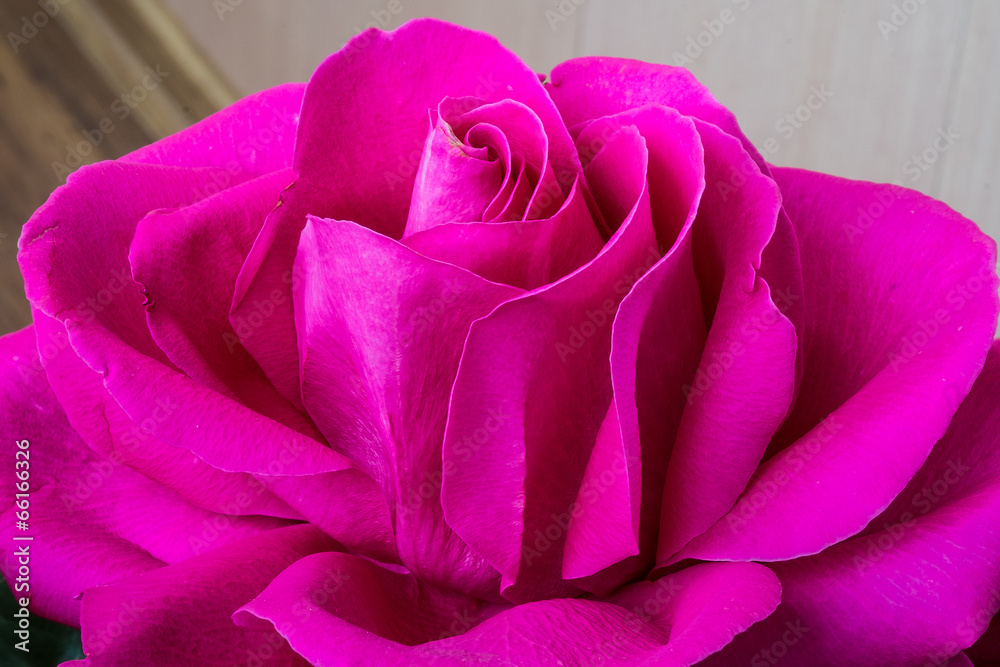 Close-up shot of rose flower Close-up shot of rose flower