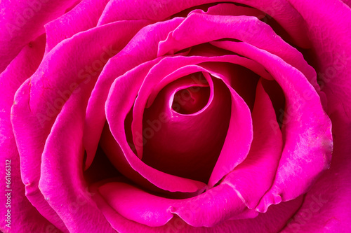 Close-up shot of rose flower