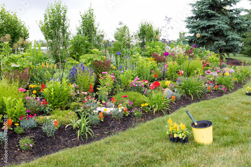 Fototapeta Naklejka Na Ścianę i Meble -  Planting yellow celosia in a colorful garden