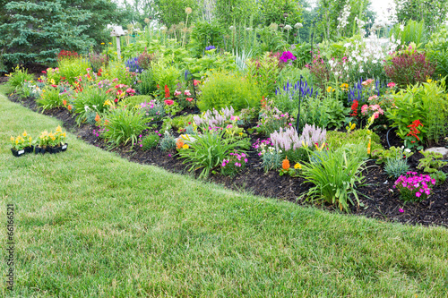 Slika na platnu Lush flowerbed with colorful flowering celosia