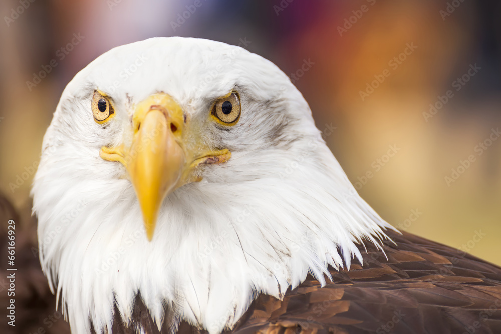 Fototapeta premium Portrait of a bald eagle (lat. haliaeetus leucocephalus)