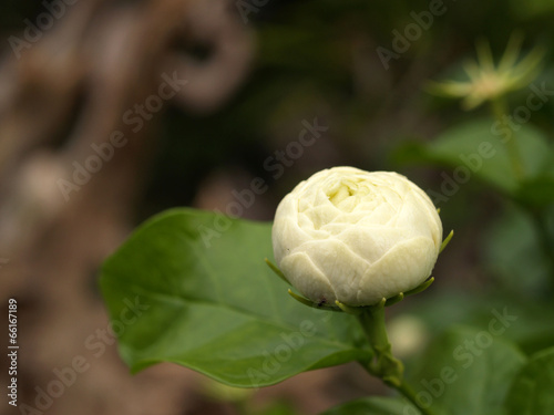 Jasmine