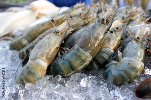 Many Black tiger prawn