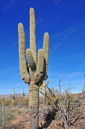 Giant Saguaro Cactus, Southwest USA
