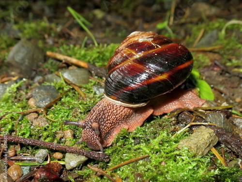 Pacific Sideband Snail - Monadenia fidelis photo