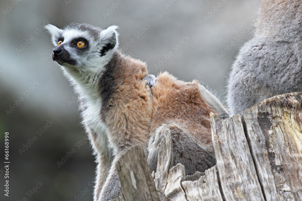 Ring-tailed Lemur Catta sitting on a branch