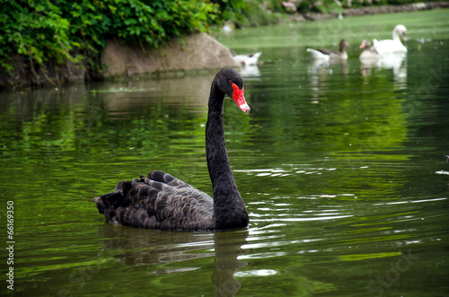 Fototapeta Naklejka Na Ścianę i Meble -  Black swan floats