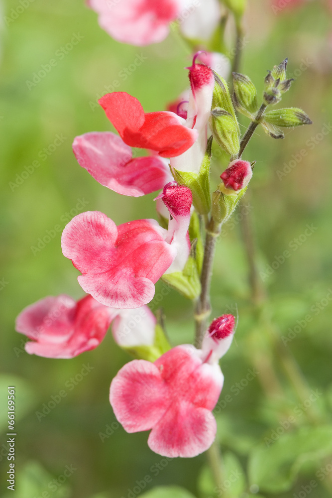 Fototapeta premium Salvia microphylla Hot Lips