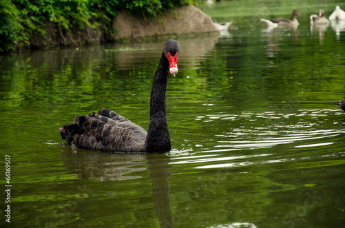 Black swan on green lake © Katerinjiyuu