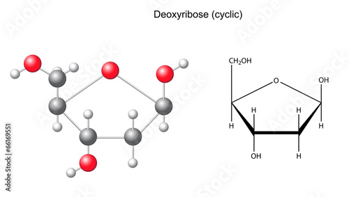 Structural chemical formula and model of deoxyribose
