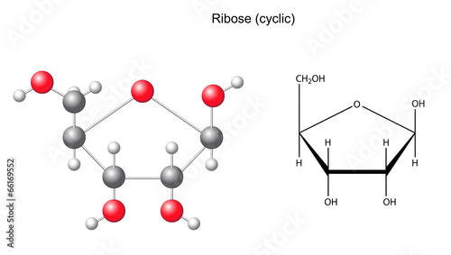 Structural chemical formula and model of ribose photo