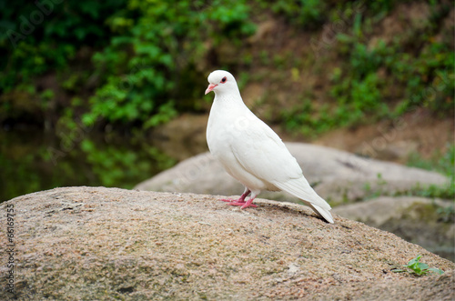 Pure white dove