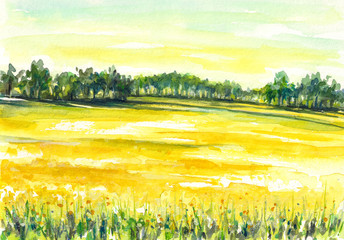 Fototapete Gelb Rapsfeld.Aquarelle  © dannywilde