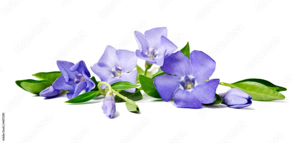 Fototapeta premium Beautiful blue flower periwinkle isolated on white background