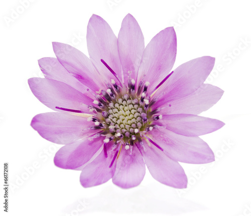 beautiful violet wild flower isolated on white background