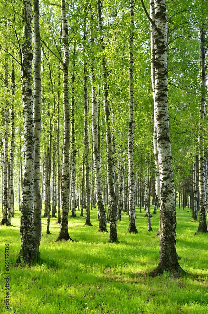 Birch trees in spring