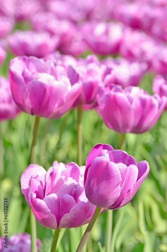 Purple tulips, close up view