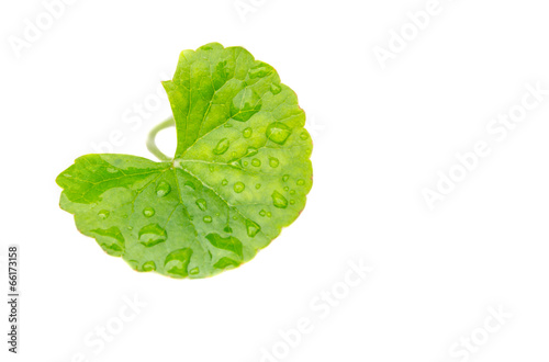 Medicinal thankuni leaves