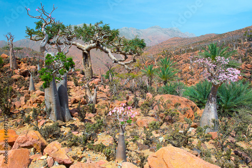 socotra dixam photo