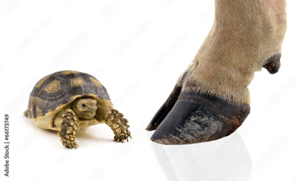 Obraz premium turtle and cow hooves on white background.