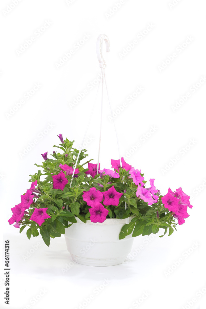Petunia is a trumpet shaped Petunia is a trumpet shaped