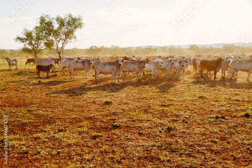 Australian cattle on a farm, Western Australia photo