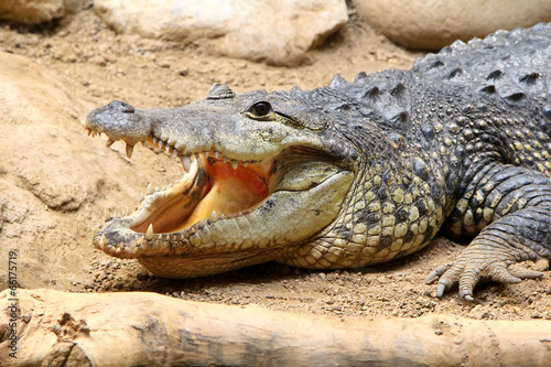 American Alligator with open mouth on a sand
