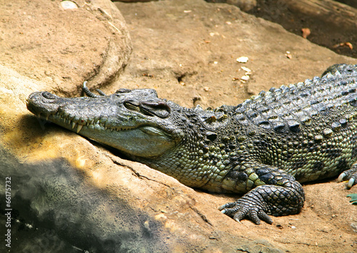 American Alligator on the stone. Sweet dreams. Smile. © sergeialyoshin