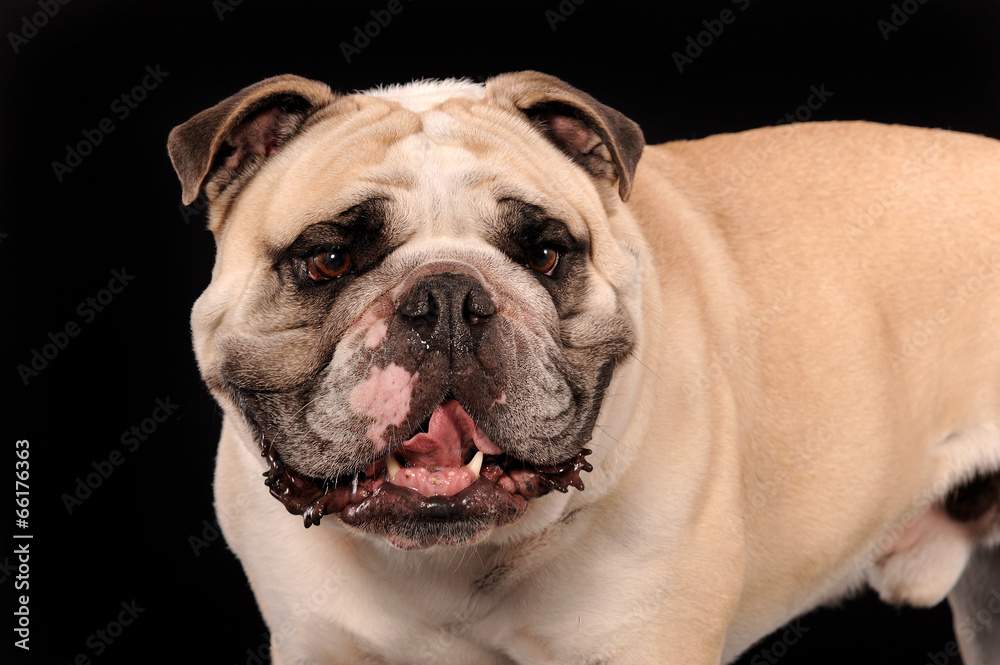 Englische Bulldogge Portrait auf Schwarz Englische Bulldogge Portrait auf Schwarz