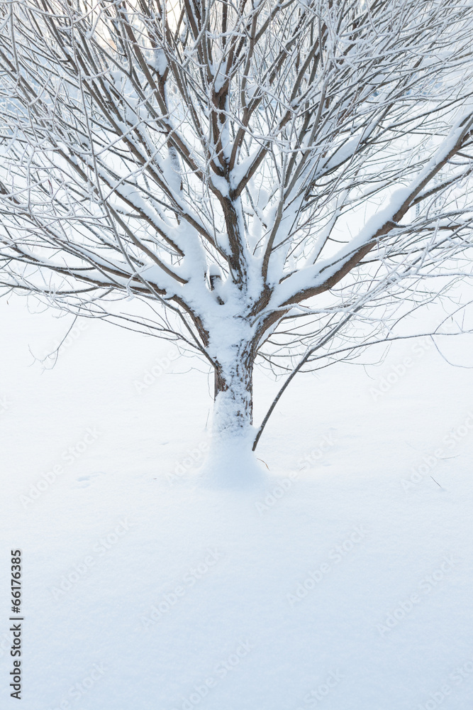 Fototapeta premium Abstract closeup of a tree in winter