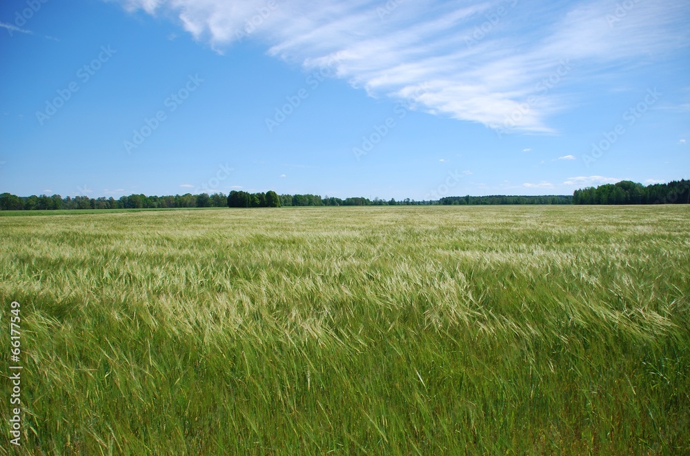 Green barley field in summer wind